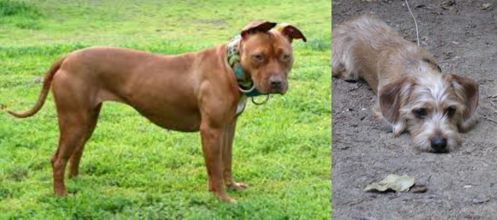 Schweenie vs American Pit Bull Terrier - Breed Comparison
