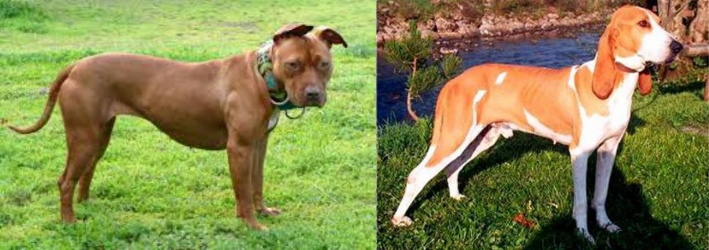 Schweizer Laufhund vs American Pit Bull Terrier - Breed Comparison