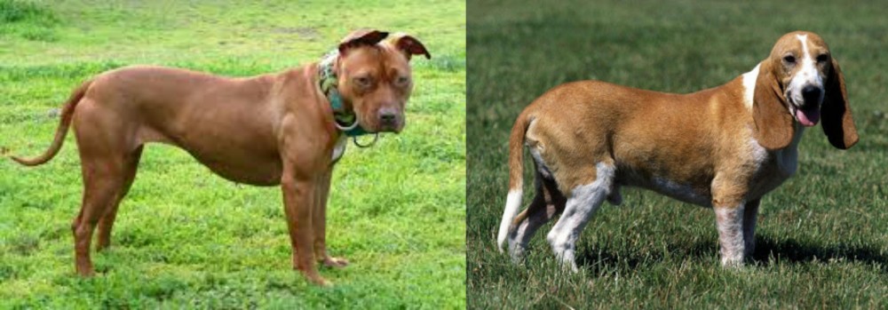 Schweizer Niederlaufhund vs American Pit Bull Terrier - Breed Comparison