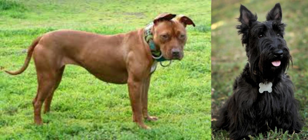 Scoland Terrier vs American Pit Bull Terrier - Breed Comparison
