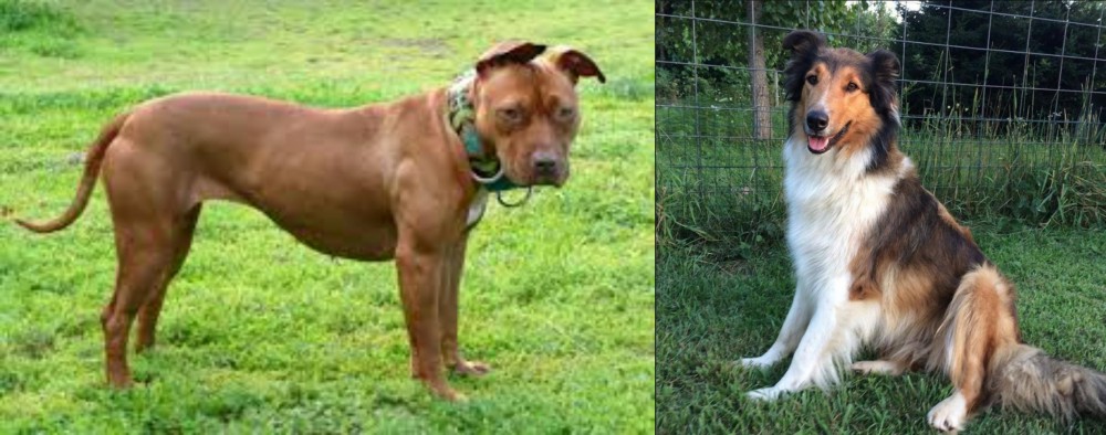 Scotch Collie vs American Pit Bull Terrier - Breed Comparison