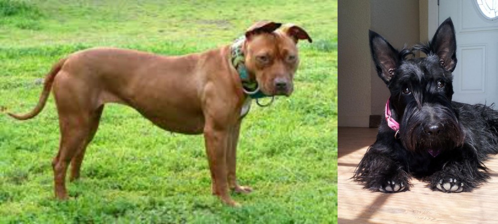 Scottish Terrier vs American Pit Bull Terrier - Breed Comparison