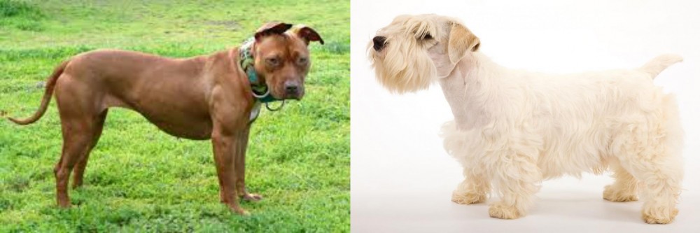Sealyham Terrier vs American Pit Bull Terrier - Breed Comparison