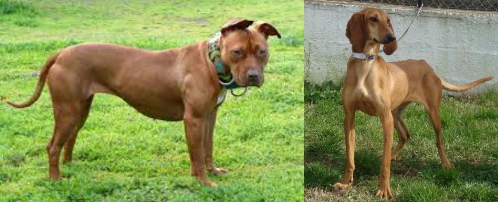 Segugio Italiano vs American Pit Bull Terrier - Breed Comparison