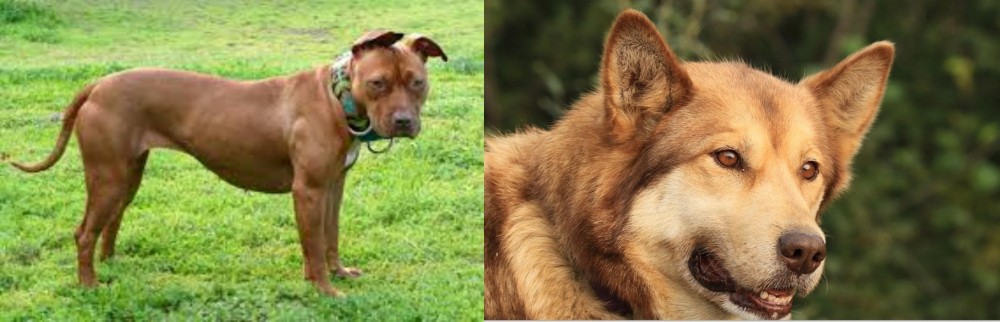 Seppala Siberian Sleddog vs American Pit Bull Terrier - Breed Comparison
