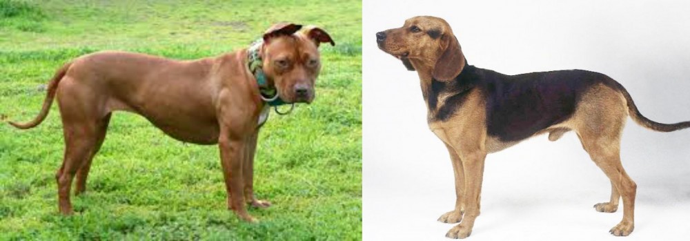 Serbian Hound vs American Pit Bull Terrier - Breed Comparison