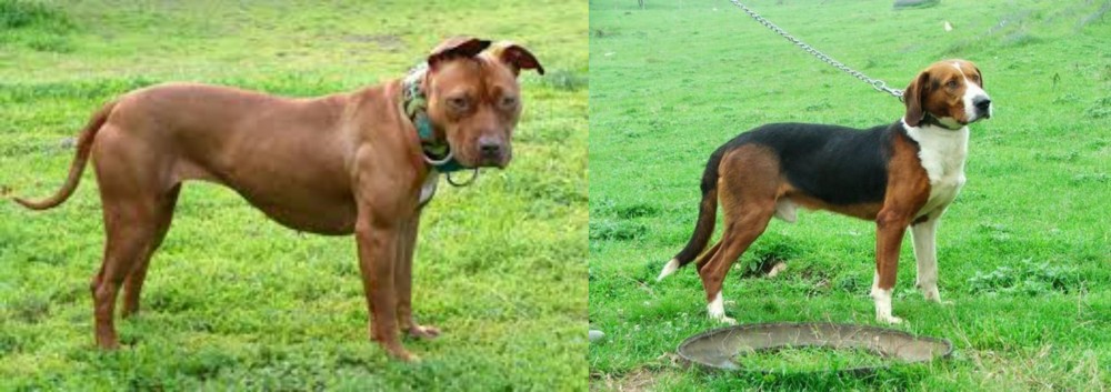 Serbian Tricolour Hound vs American Pit Bull Terrier - Breed Comparison