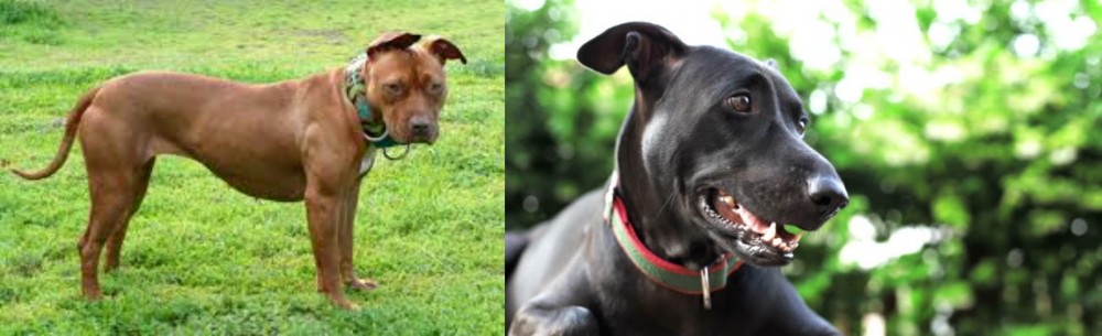 Shepard Labrador vs American Pit Bull Terrier - Breed Comparison