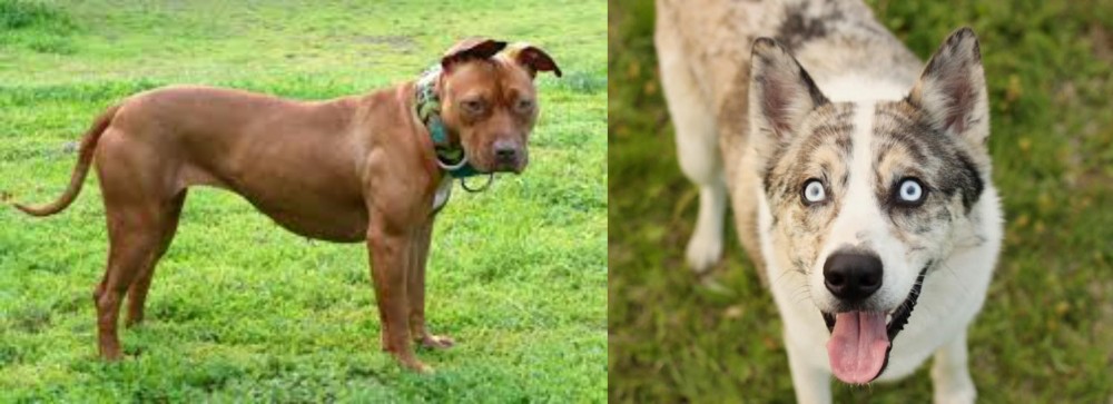 Shepherd Husky vs American Pit Bull Terrier - Breed Comparison