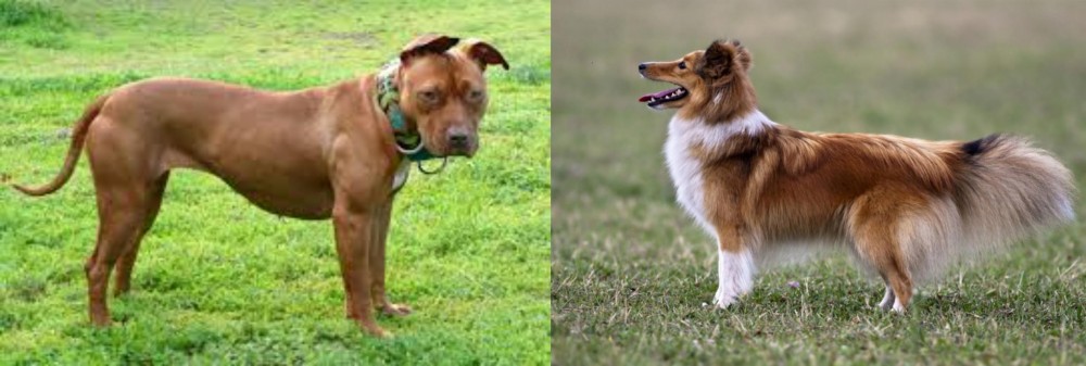 Shetland Sheepdog vs American Pit Bull Terrier - Breed Comparison