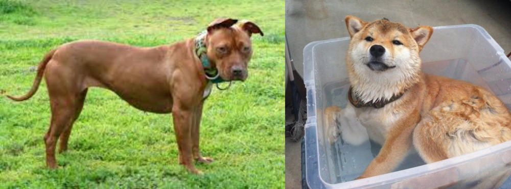 Shiba Inu vs American Pit Bull Terrier - Breed Comparison