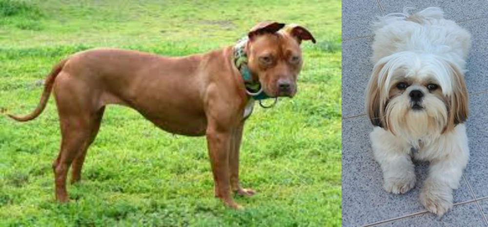 Shih Tzu vs American Pit Bull Terrier - Breed Comparison