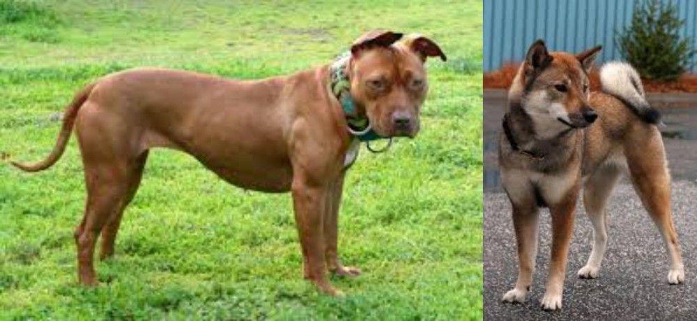 Shikoku vs American Pit Bull Terrier - Breed Comparison