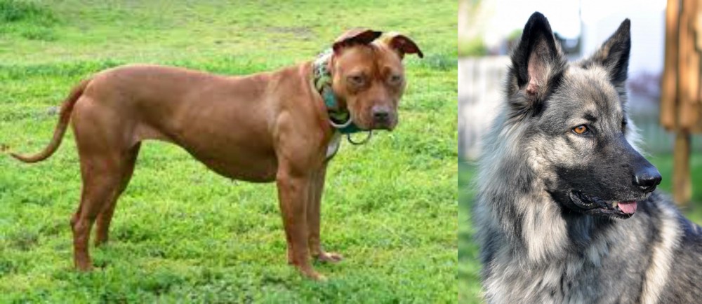 Shiloh Shepherd vs American Pit Bull Terrier - Breed Comparison