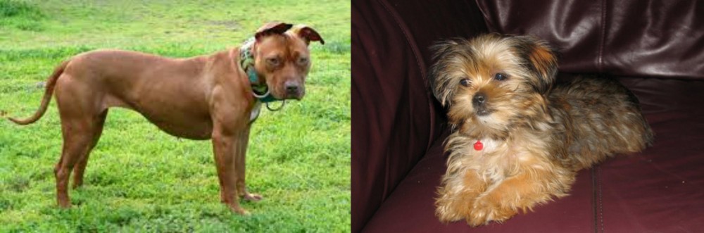 Shorkie vs American Pit Bull Terrier - Breed Comparison