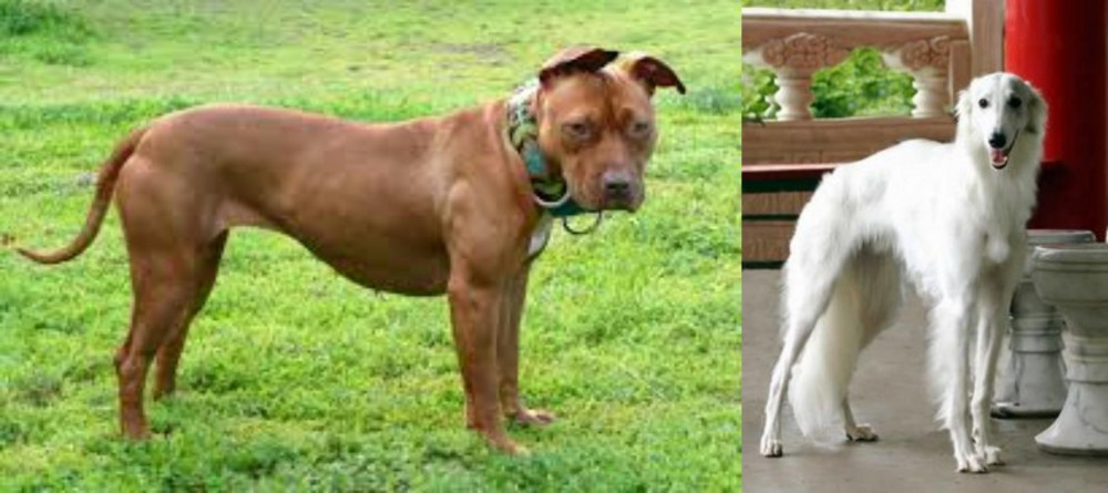 Silken Windhound vs American Pit Bull Terrier - Breed Comparison