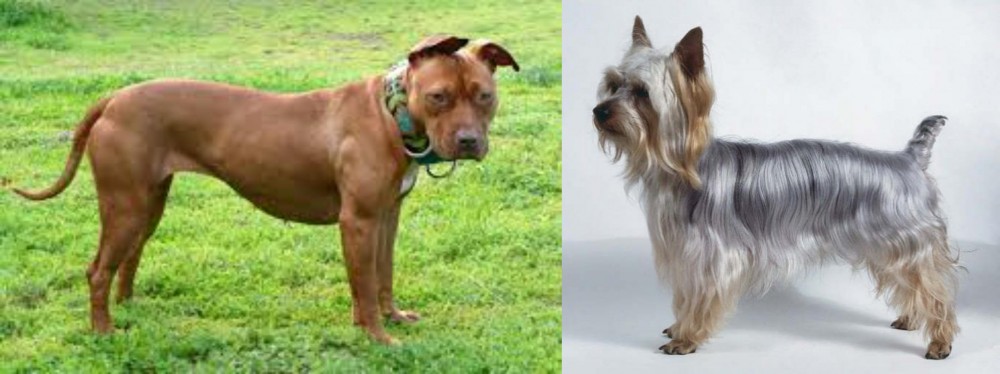 Silky Terrier vs American Pit Bull Terrier - Breed Comparison