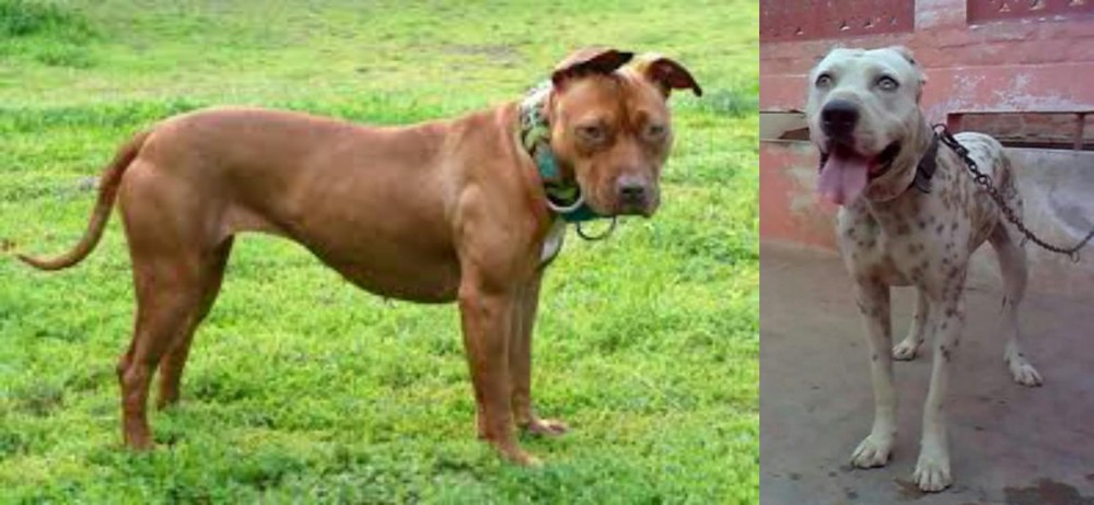Sindh Mastiff vs American Pit Bull Terrier - Breed Comparison