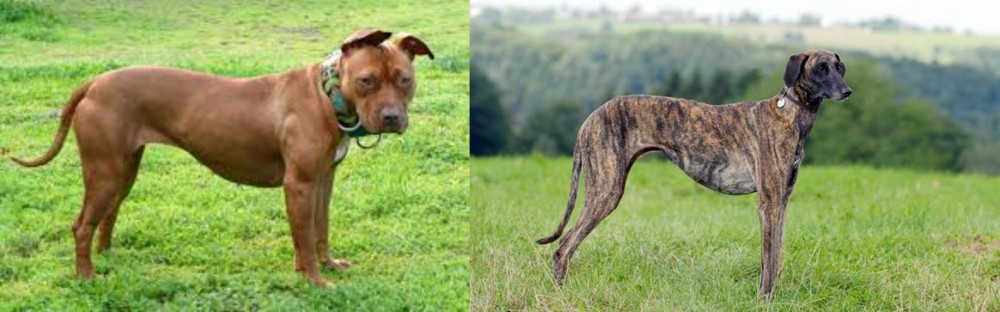 Sloughi vs American Pit Bull Terrier - Breed Comparison