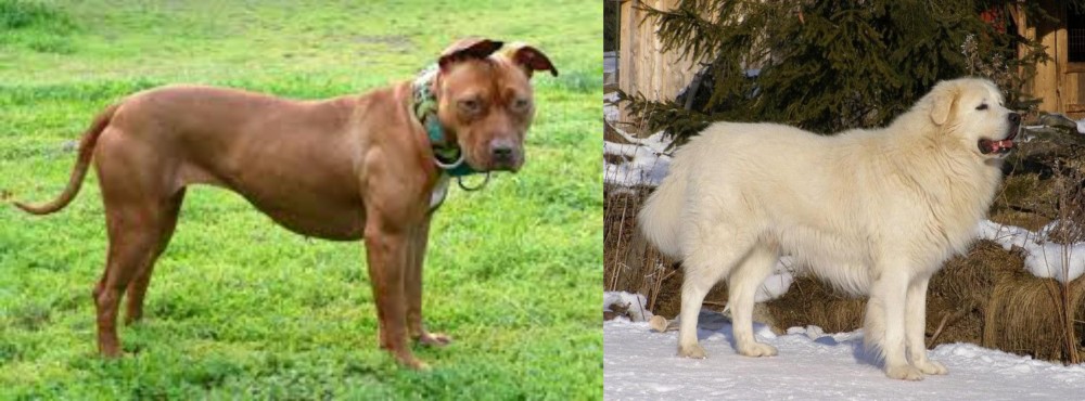 Slovak Cuvac vs American Pit Bull Terrier - Breed Comparison