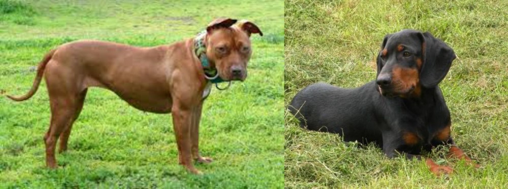 Slovakian Hound vs American Pit Bull Terrier - Breed Comparison