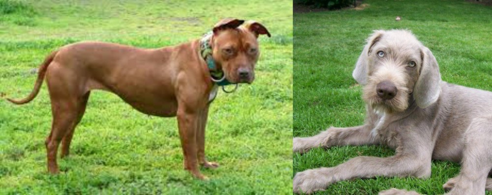 Slovakian Rough Haired Pointer vs American Pit Bull Terrier - Breed Comparison