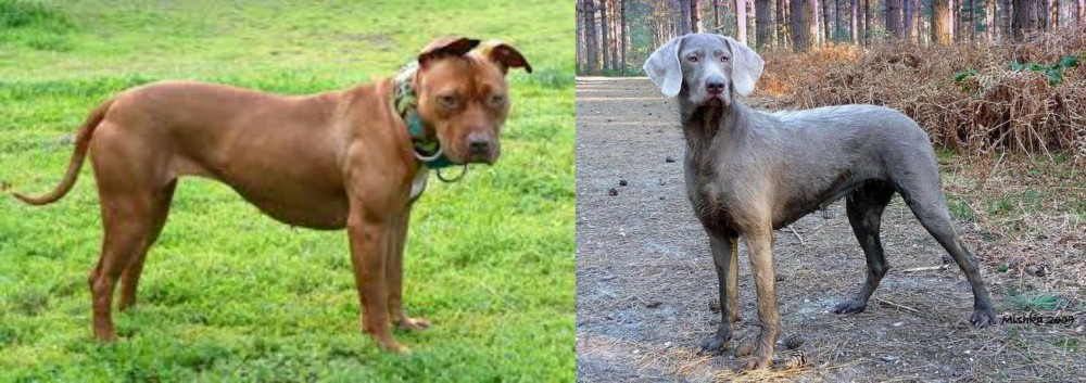 Slovensky Hrubosrsty Stavac vs American Pit Bull Terrier - Breed Comparison