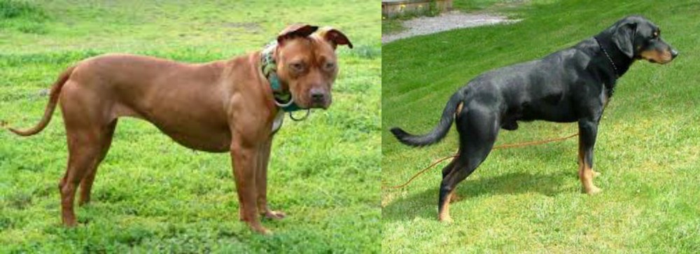 Smalandsstovare vs American Pit Bull Terrier - Breed Comparison