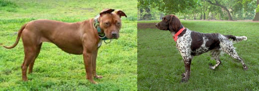 Small Munsterlander vs American Pit Bull Terrier - Breed Comparison