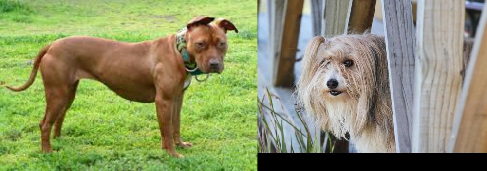 Smithfield vs American Pit Bull Terrier - Breed Comparison