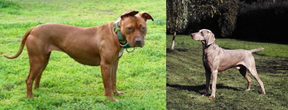 Smooth Haired Weimaraner vs American Pit Bull Terrier - Breed Comparison