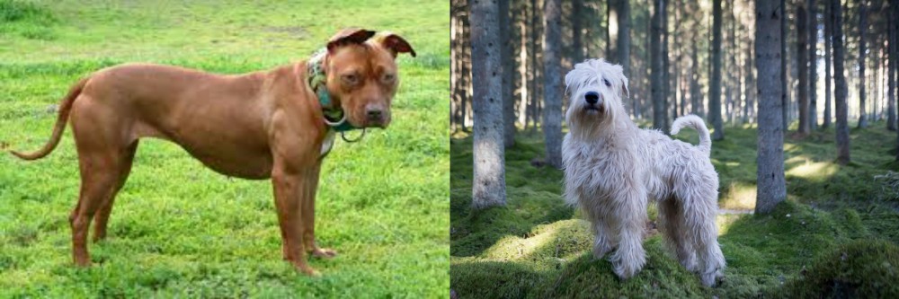 Soft-Coated Wheaten Terrier vs American Pit Bull Terrier - Breed Comparison