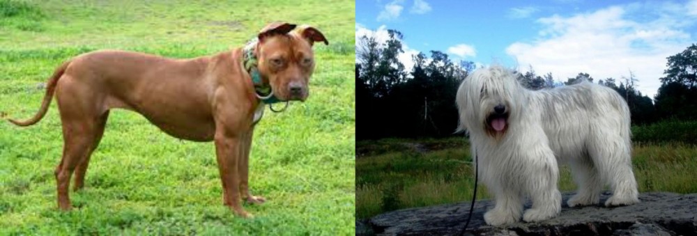 South Russian Ovcharka vs American Pit Bull Terrier - Breed Comparison