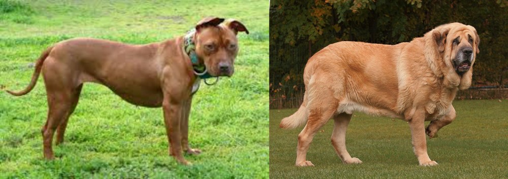 Spanish Mastiff vs American Pit Bull Terrier - Breed Comparison