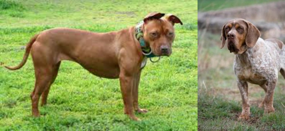 Spanish Pointer vs American Pit Bull Terrier - Breed Comparison