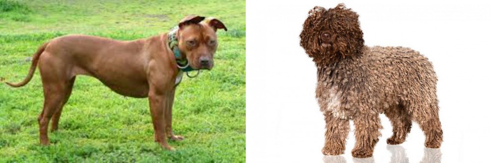 Spanish Water Dog vs American Pit Bull Terrier - Breed Comparison