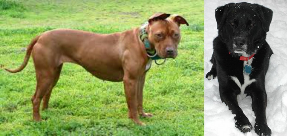 St. John's Water Dog vs American Pit Bull Terrier - Breed Comparison