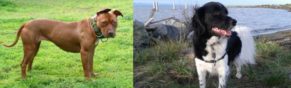 Stabyhoun vs American Pit Bull Terrier - Breed Comparison