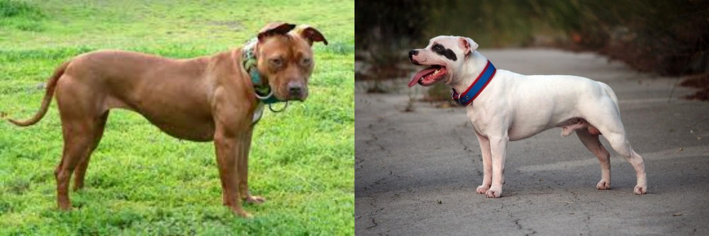 Staffordshire Bull Terrier vs American Pit Bull Terrier - Breed Comparison