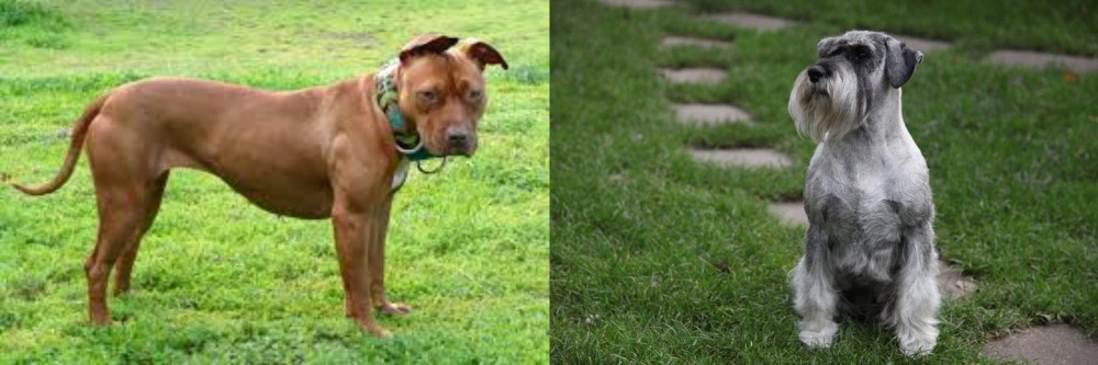 Standard Schnauzer vs American Pit Bull Terrier - Breed Comparison
