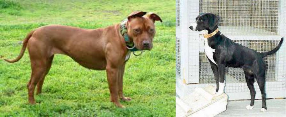 Stephens Stock vs American Pit Bull Terrier - Breed Comparison