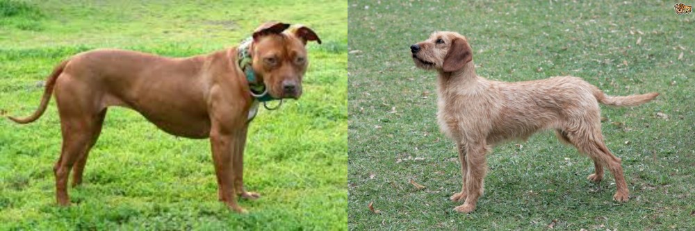 Styrian Coarse Haired Hound vs American Pit Bull Terrier - Breed Comparison