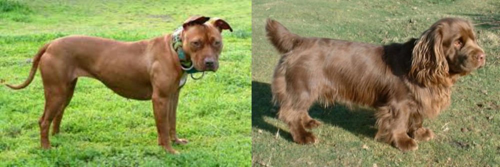 Sussex Spaniel vs American Pit Bull Terrier - Breed Comparison
