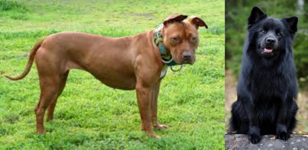 Swedish Lapphund vs American Pit Bull Terrier - Breed Comparison