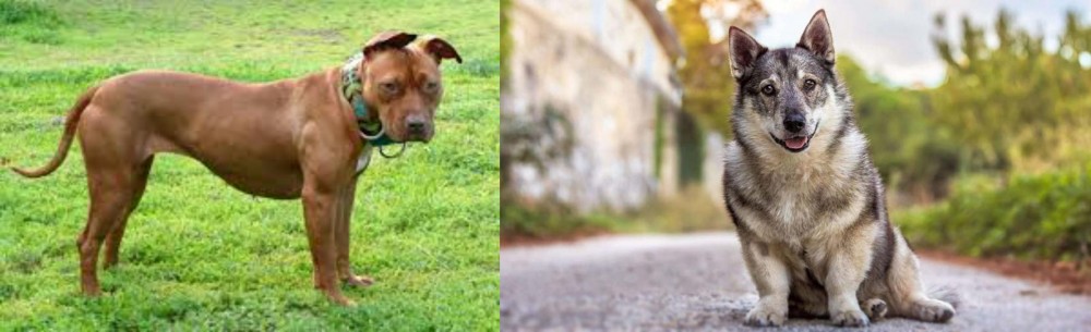 Swedish Vallhund vs American Pit Bull Terrier - Breed Comparison