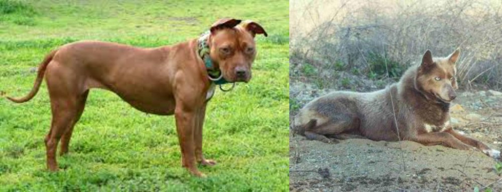 Tahltan Bear Dog vs American Pit Bull Terrier - Breed Comparison