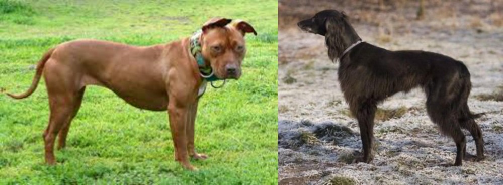 Taigan vs American Pit Bull Terrier - Breed Comparison