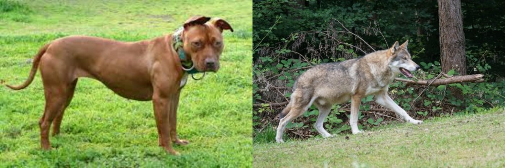 Tamaskan vs American Pit Bull Terrier - Breed Comparison