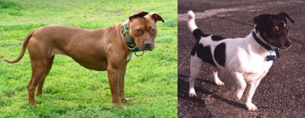 Teddy Roosevelt Terrier vs American Pit Bull Terrier - Breed Comparison