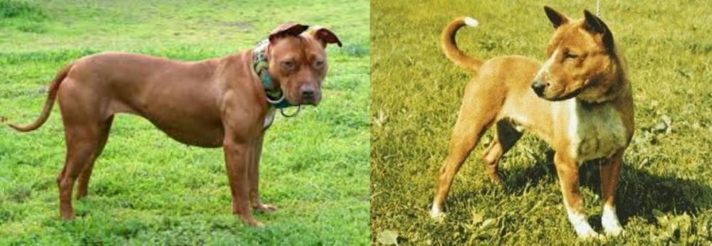 Telomian vs American Pit Bull Terrier - Breed Comparison